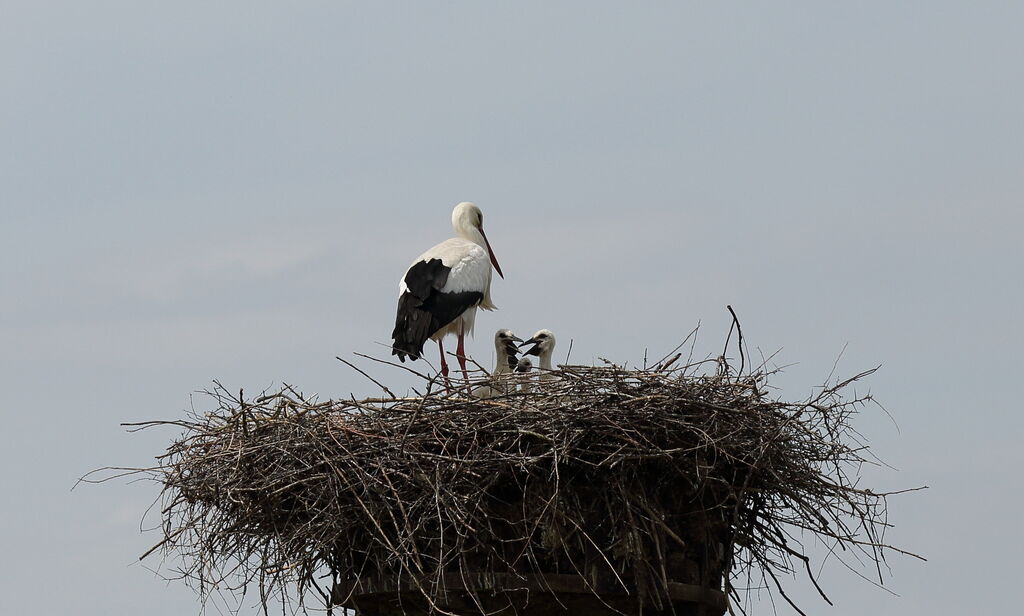 White Stork