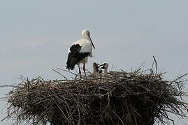 White Stork