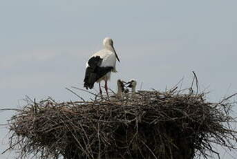 Cigogne blanche