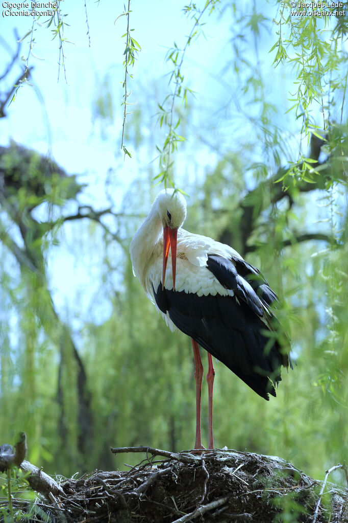 White Stork