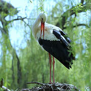 White Stork