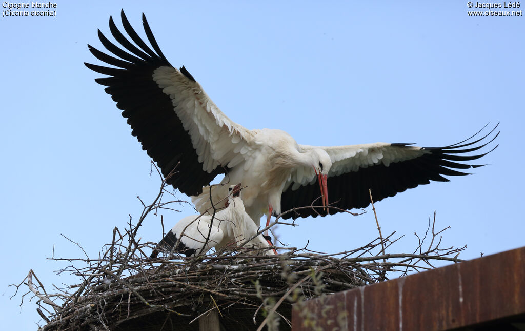 White Stork