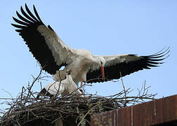 White Stork