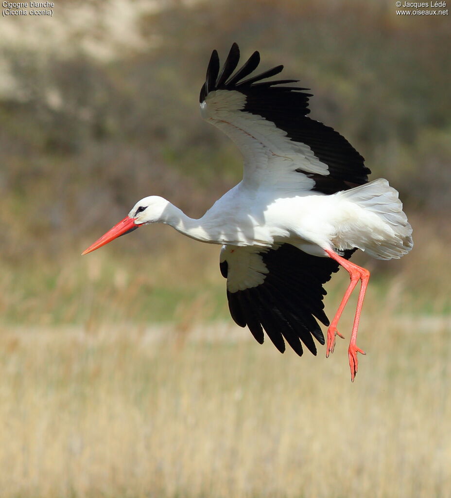 Cigogne blanche