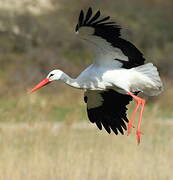 White Stork