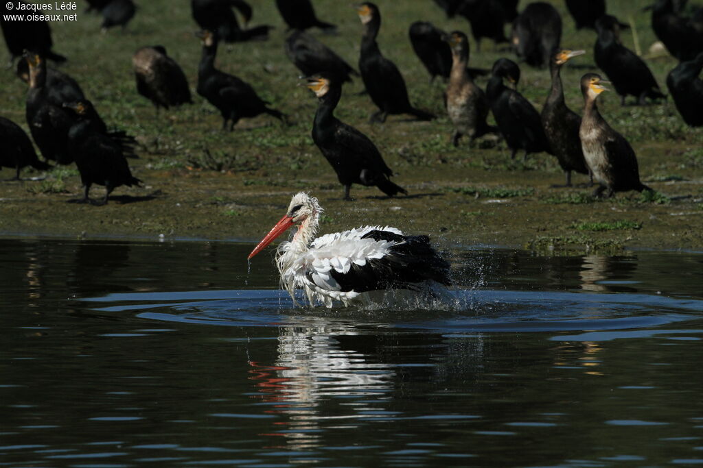 Cigogne blanche