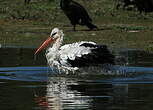 Cigogne blanche