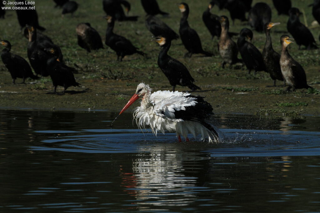 White Stork