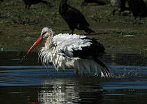 Cigogne blanche