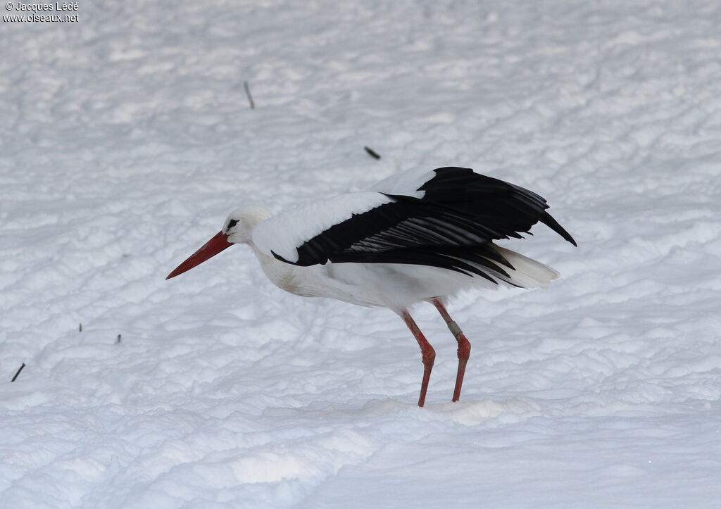 White Stork