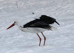 White Stork