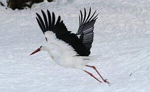 Cigogne blanche