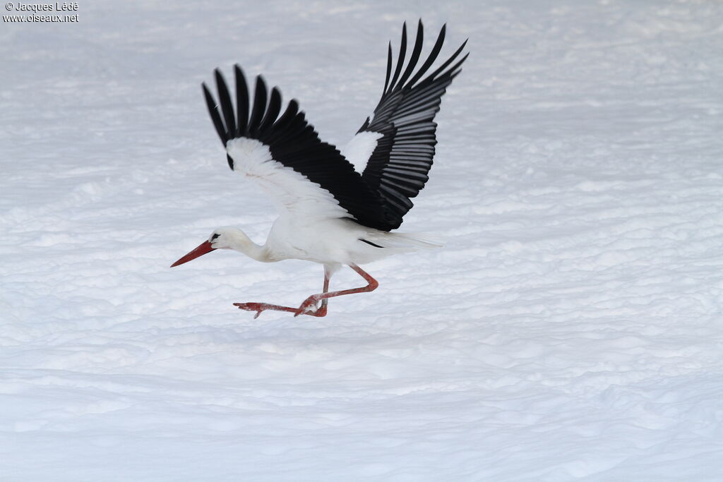 Cigogne blanche