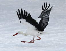 White Stork