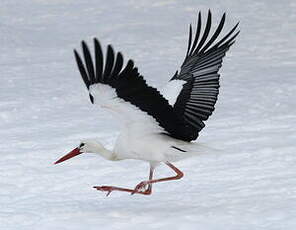 Cigogne blanche