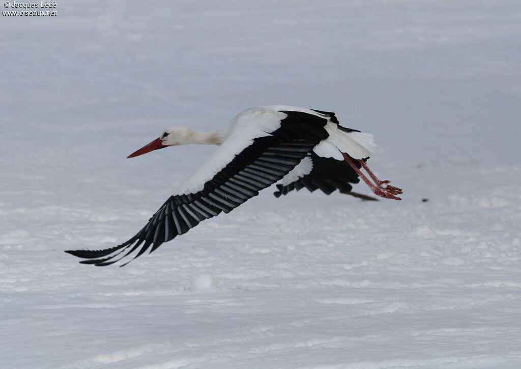 Cigogne blanche