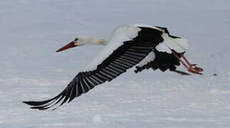 White Stork