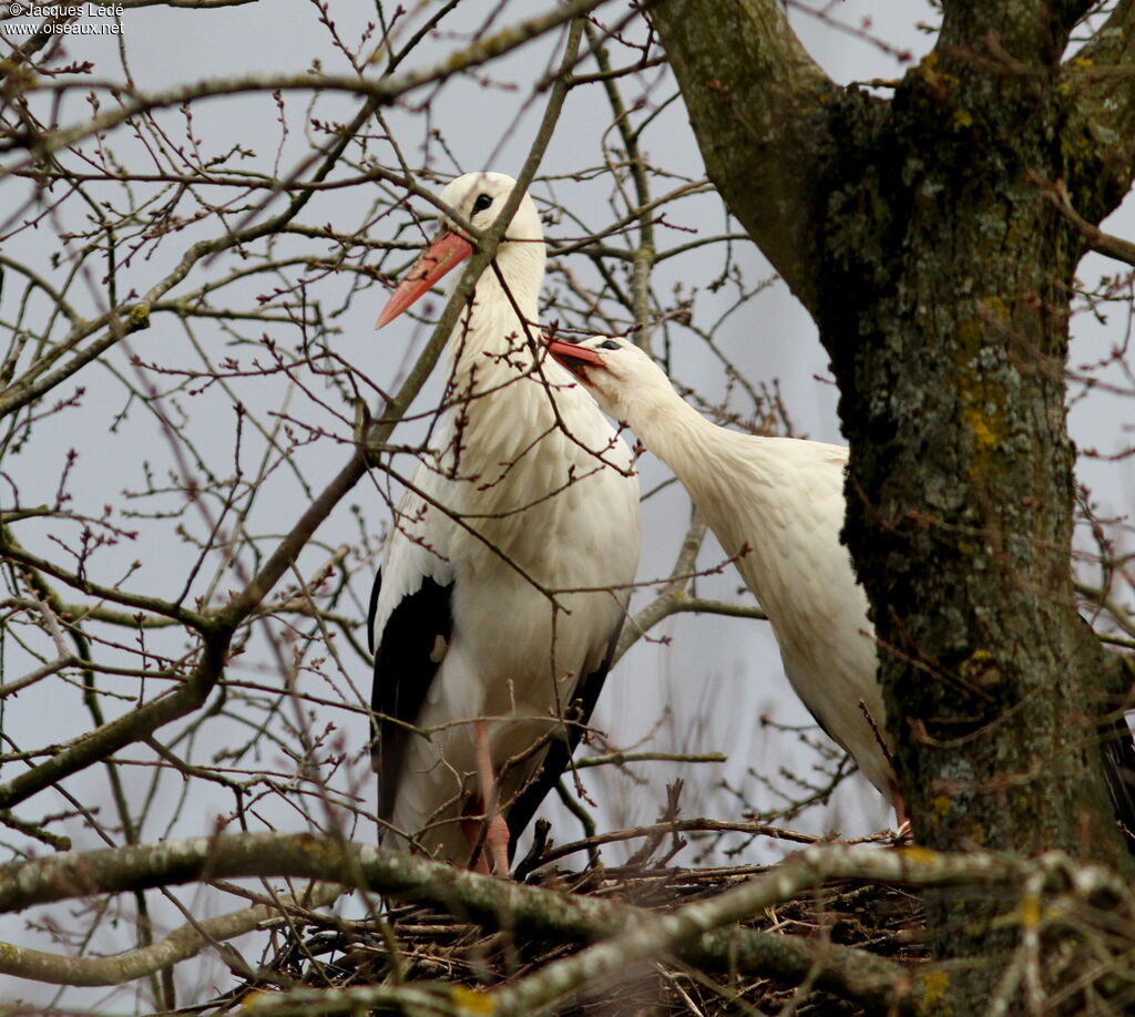 White Stork