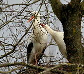 Cigogne blanche