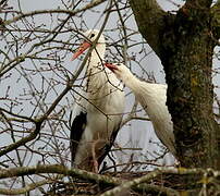 White Stork