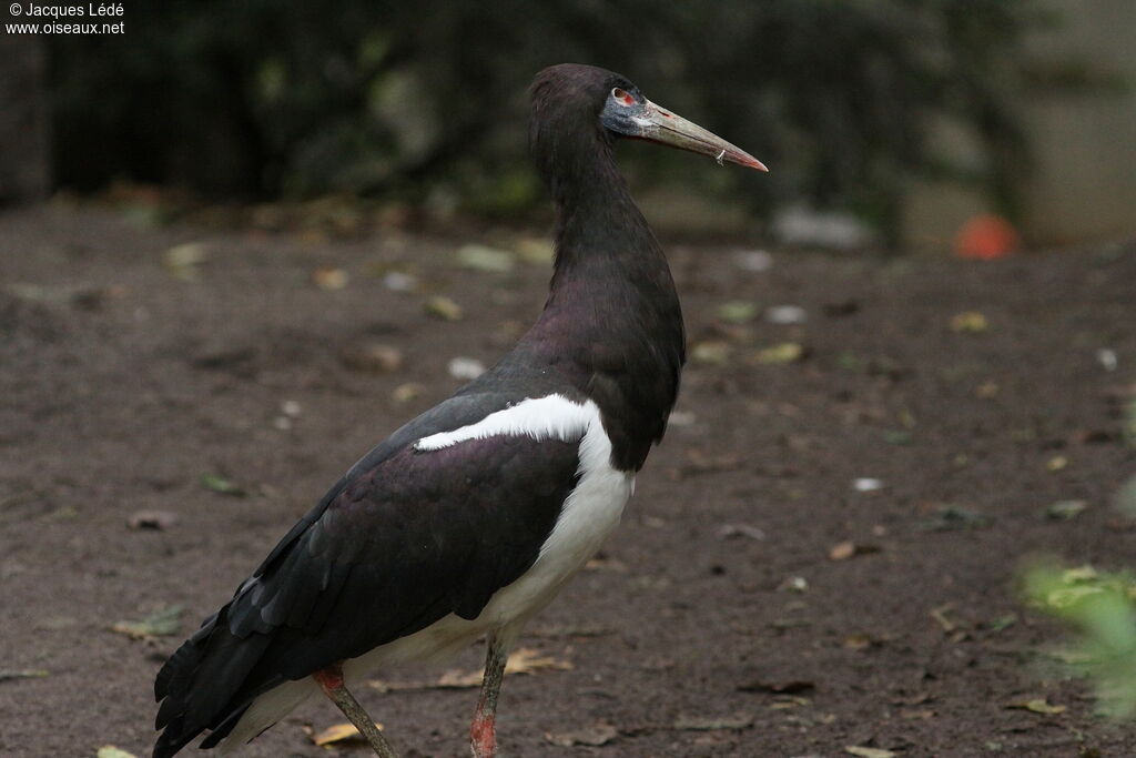 Cigogne d'Abdim