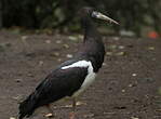 Cigogne d'Abdim