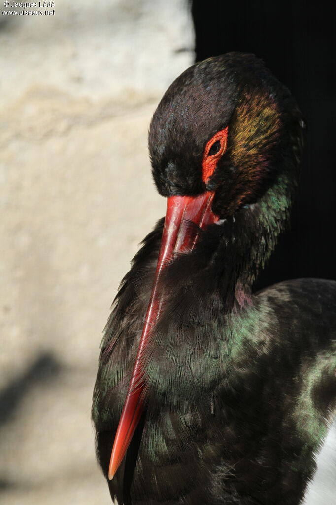 Black Stork