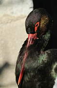 Black Stork