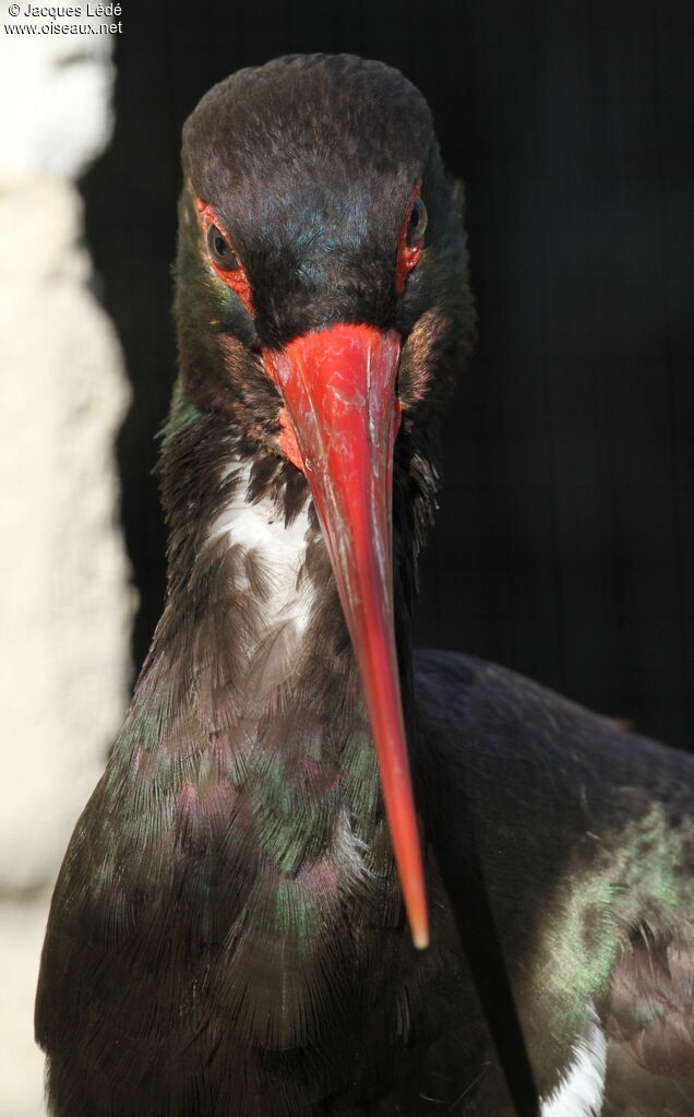 Cigogne noire