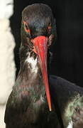 Black Stork