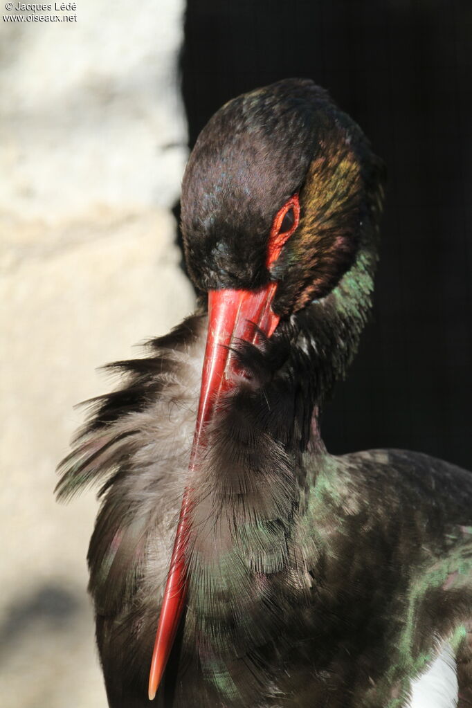 Cigogne noire