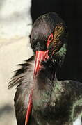 Black Stork