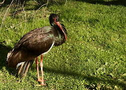 Black Stork