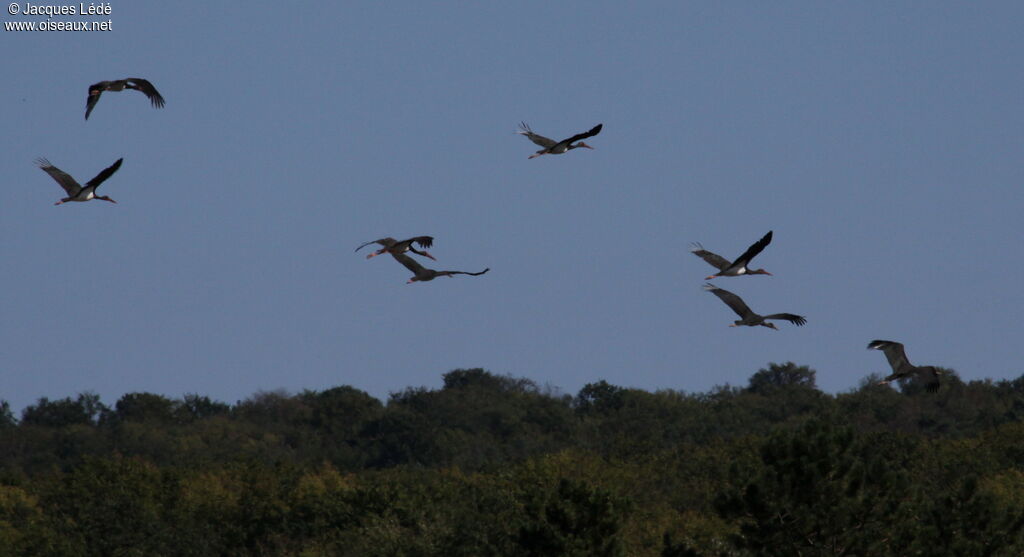 Cigogne noire