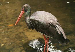 Cigogne noire