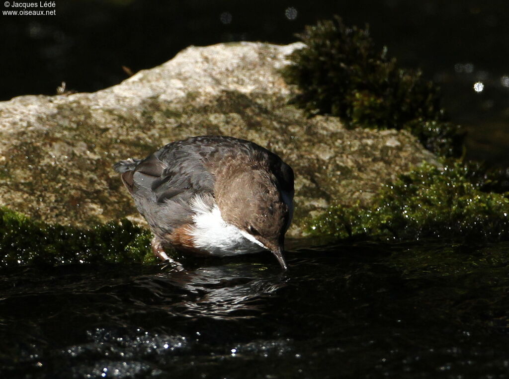 White-throated Dipper