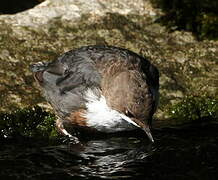 White-throated Dipper