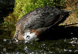 White-throated Dipper