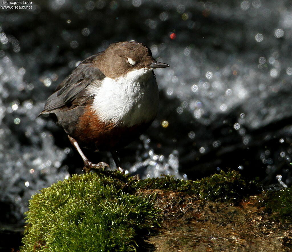 White-throated Dipper