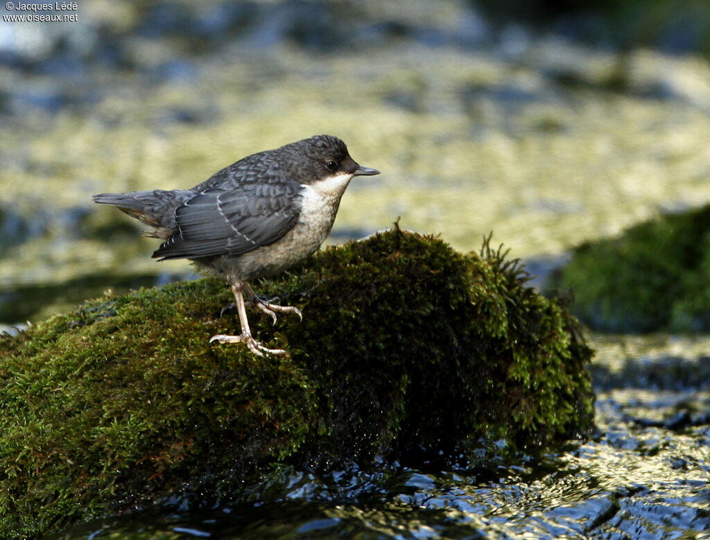 White-throated Dipperjuvenile