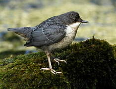 White-throated Dipper