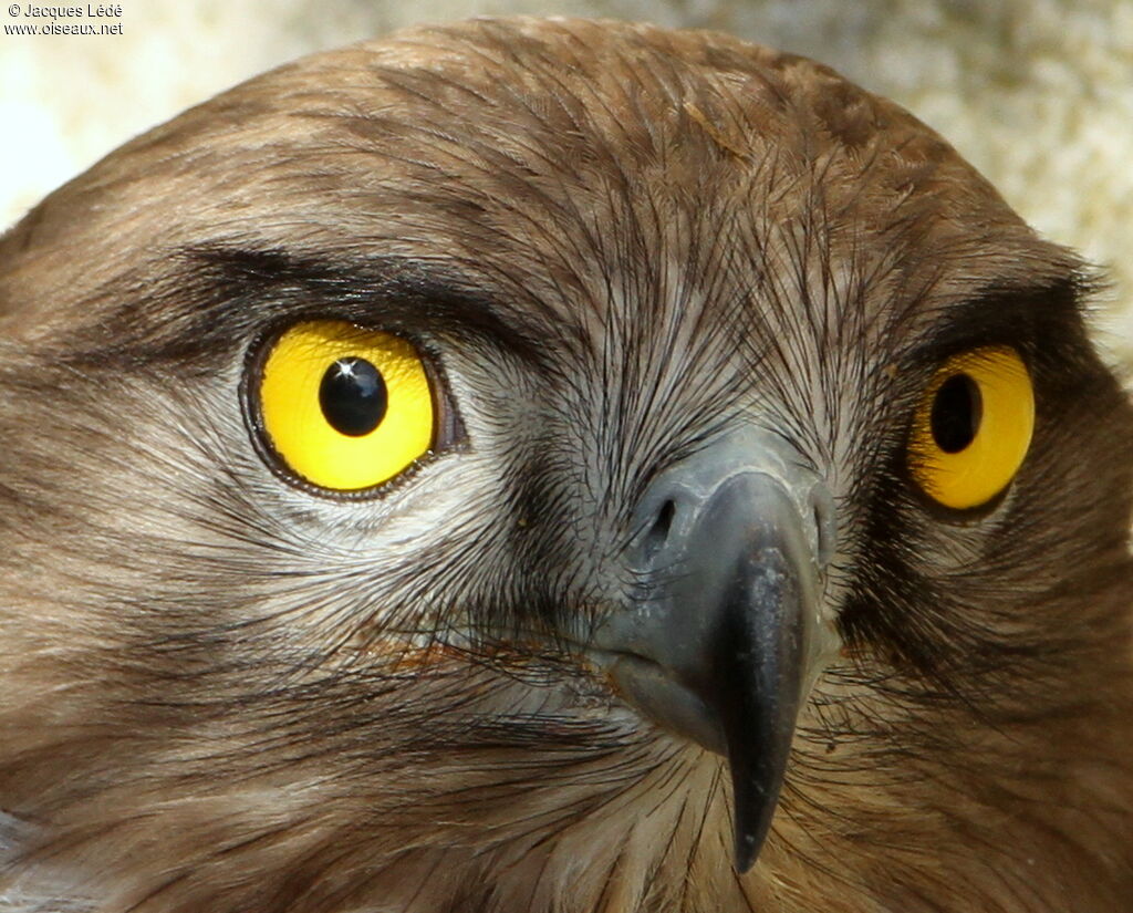 Short-toed Snake Eagle