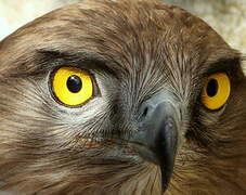 Short-toed Snake Eagle