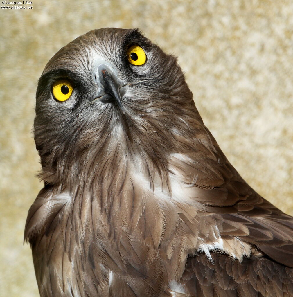 Short-toed Snake Eagle