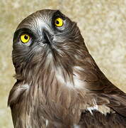 Short-toed Snake Eagle