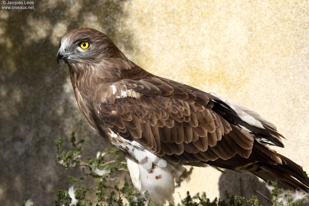 Short-toed Snake Eagle