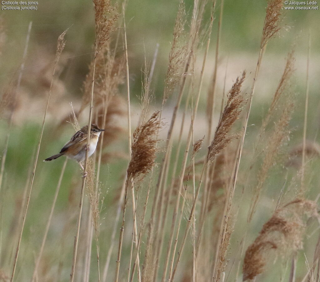 Zitting Cisticola