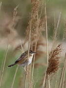 Zitting Cisticola