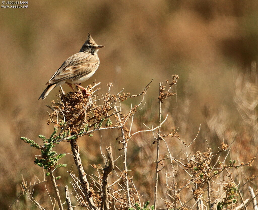 Crested Lark