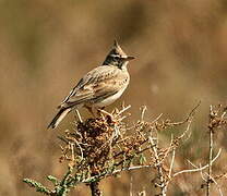 Crested Lark